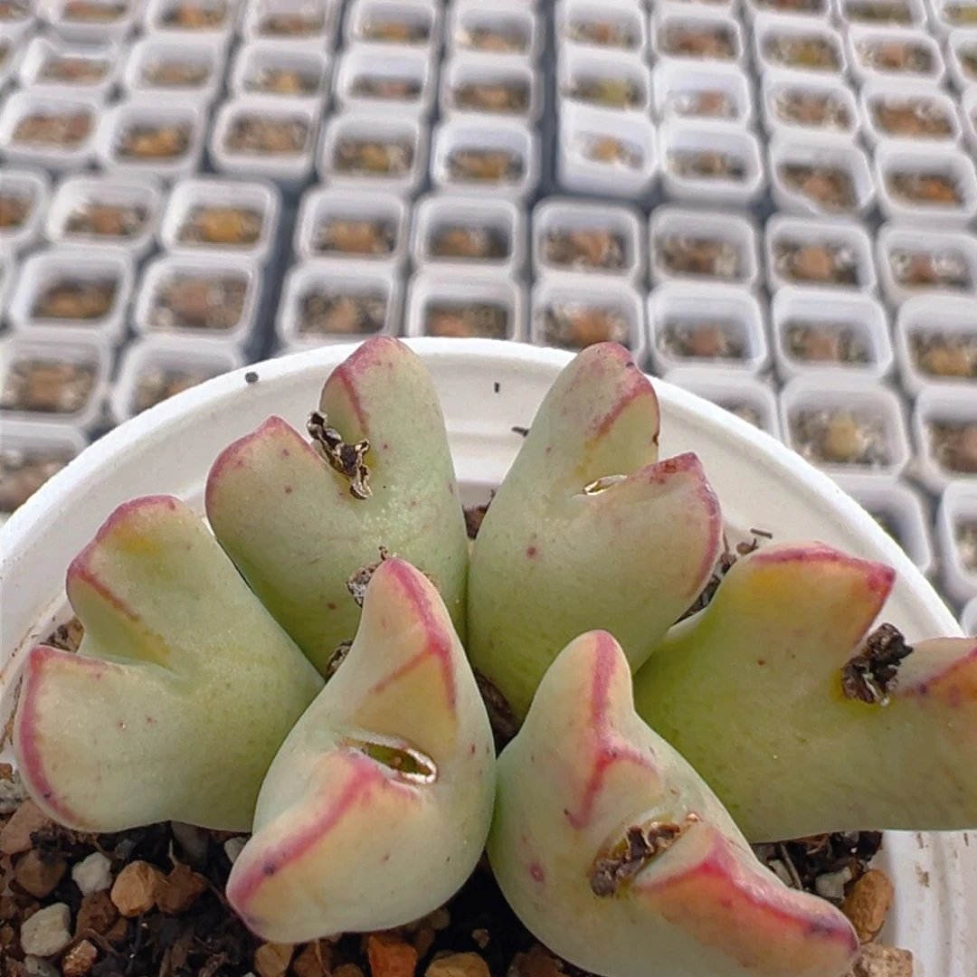 91多肉植物百科知识