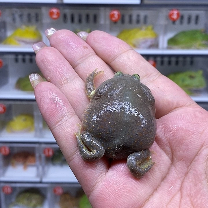 角蛙恭喜发财大吉大利