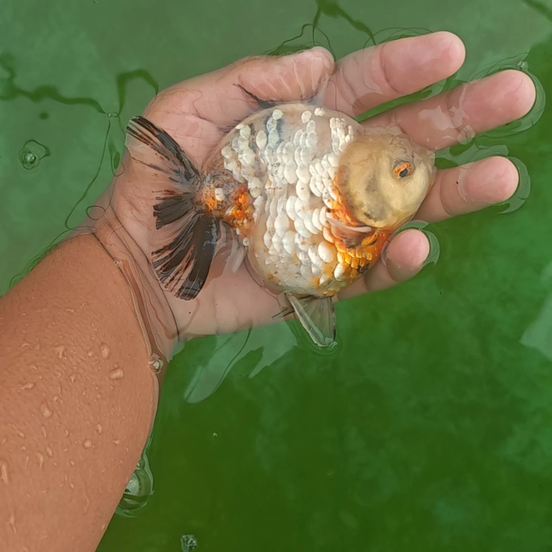 火麒麟将军泰狮金鱼