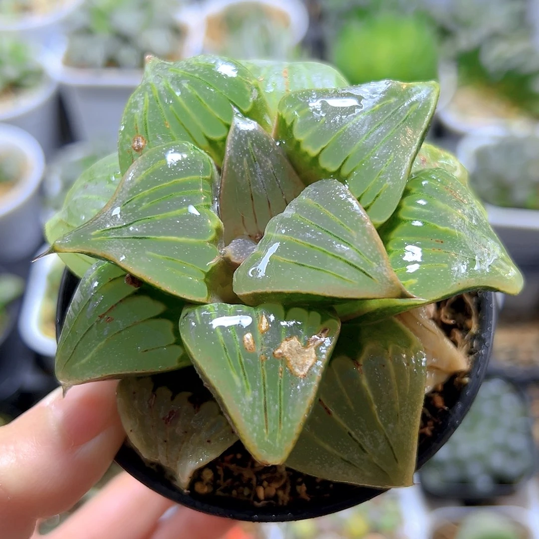 瑕疵媚凤万象盆玉露一颗