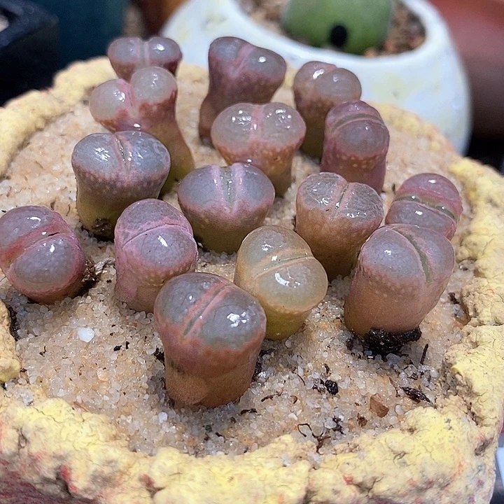 日本原株红风铃一颗