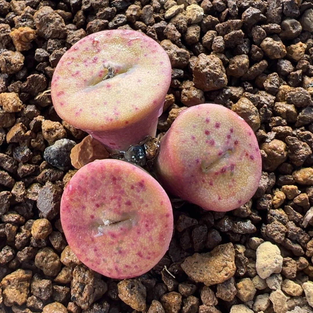 871多肉植物种类多样