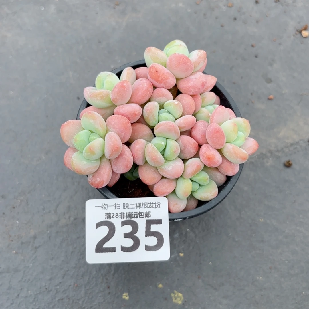 橘子洛神无盆土发货