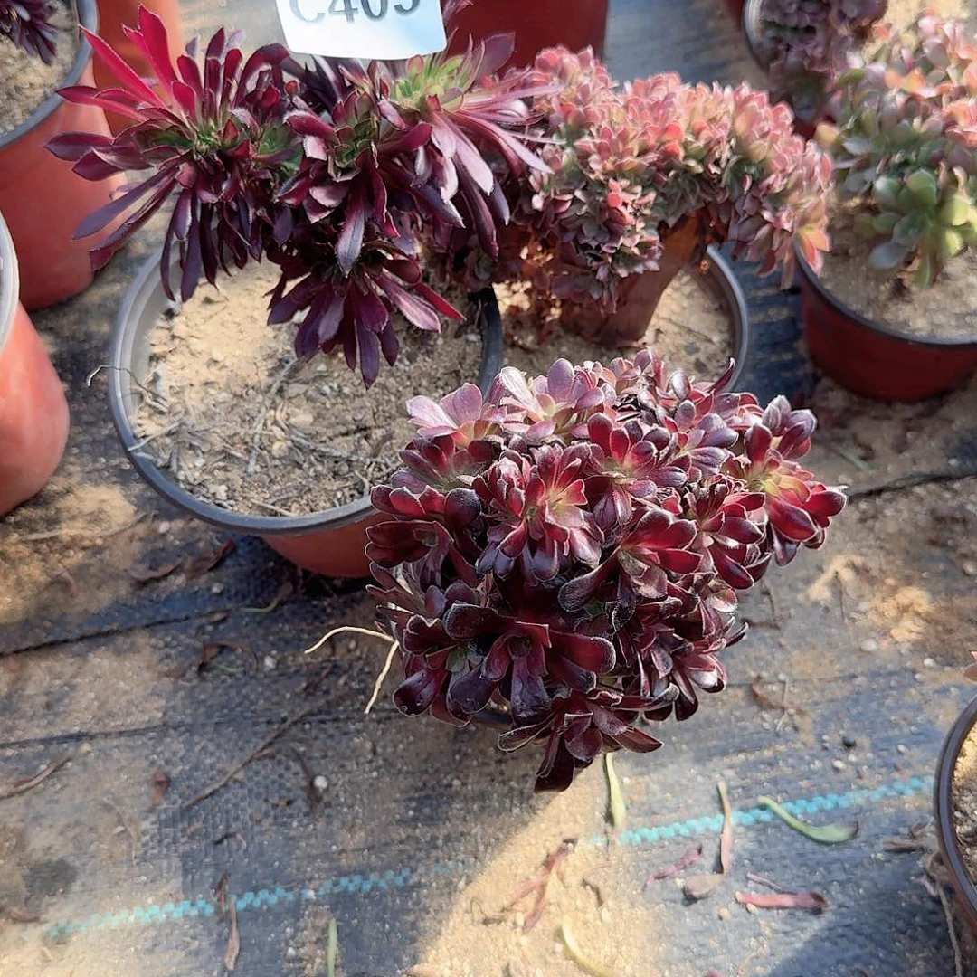 403黑法玫瑰欧紫共3颗