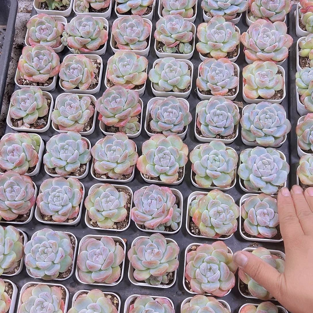 紫心冰玉单头2盆19包邮