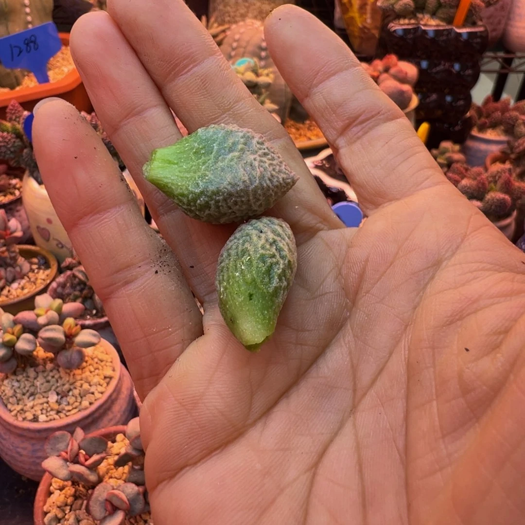 简***单好的好吧好吧我的宝儿我