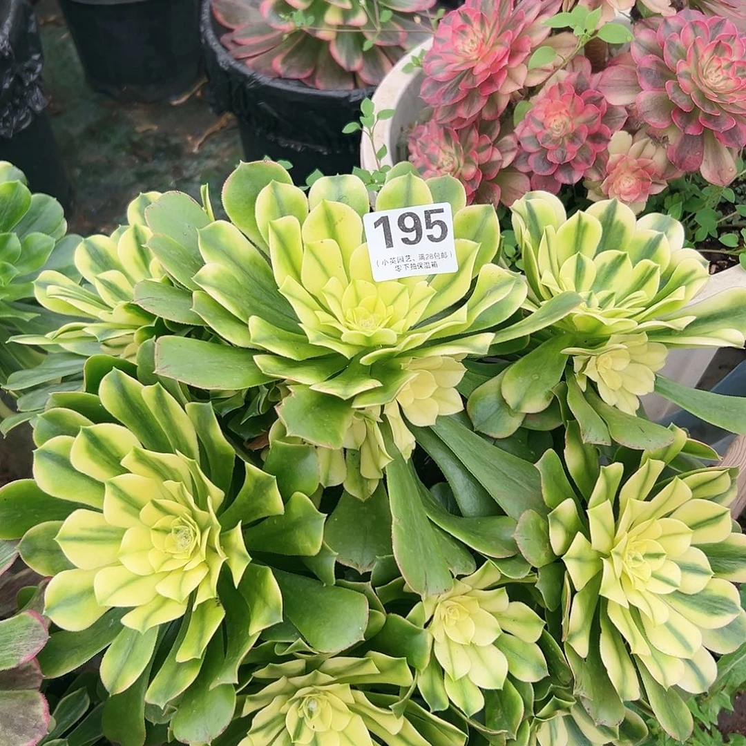 大手捧翡翠琉璃195多肉植物多肉植物