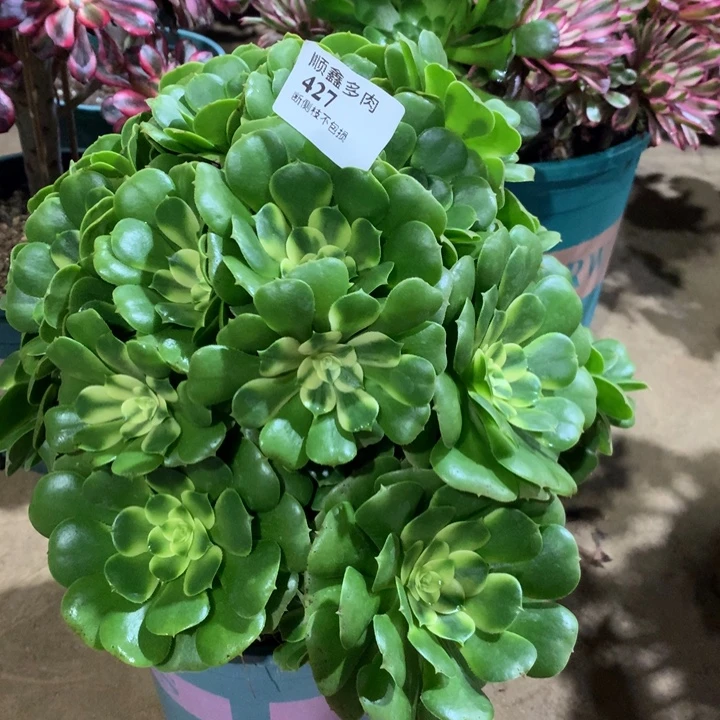 427辛尼亚多肉植物特价