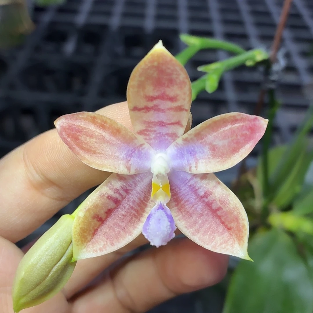 当前无花朵，栽培后可花朵A893盈收三号