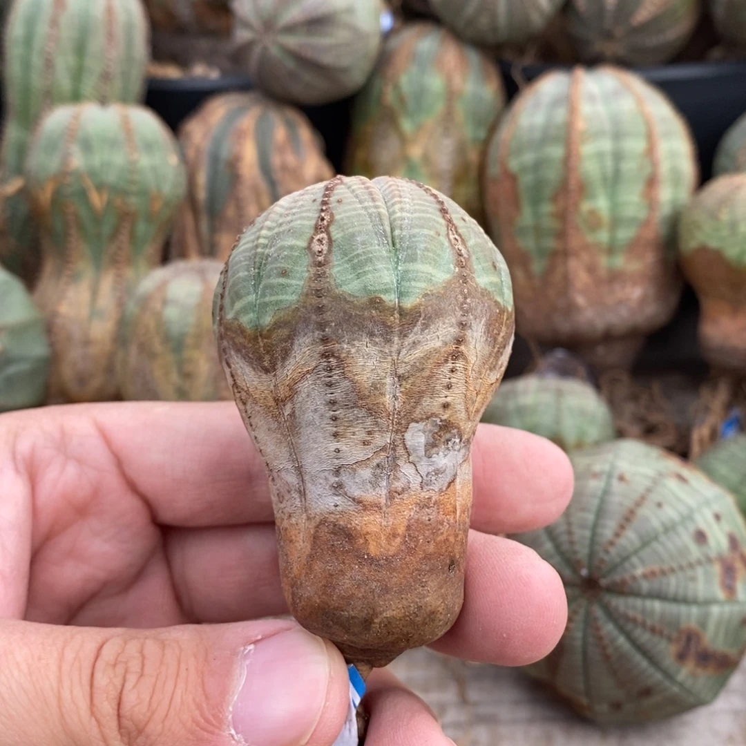9 欧系实生布纹球多肉植物