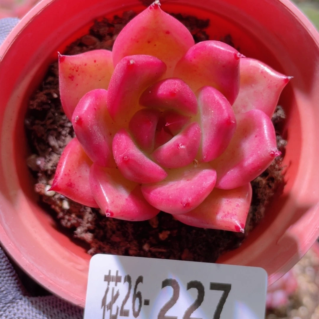 花利美26-227红颜密语