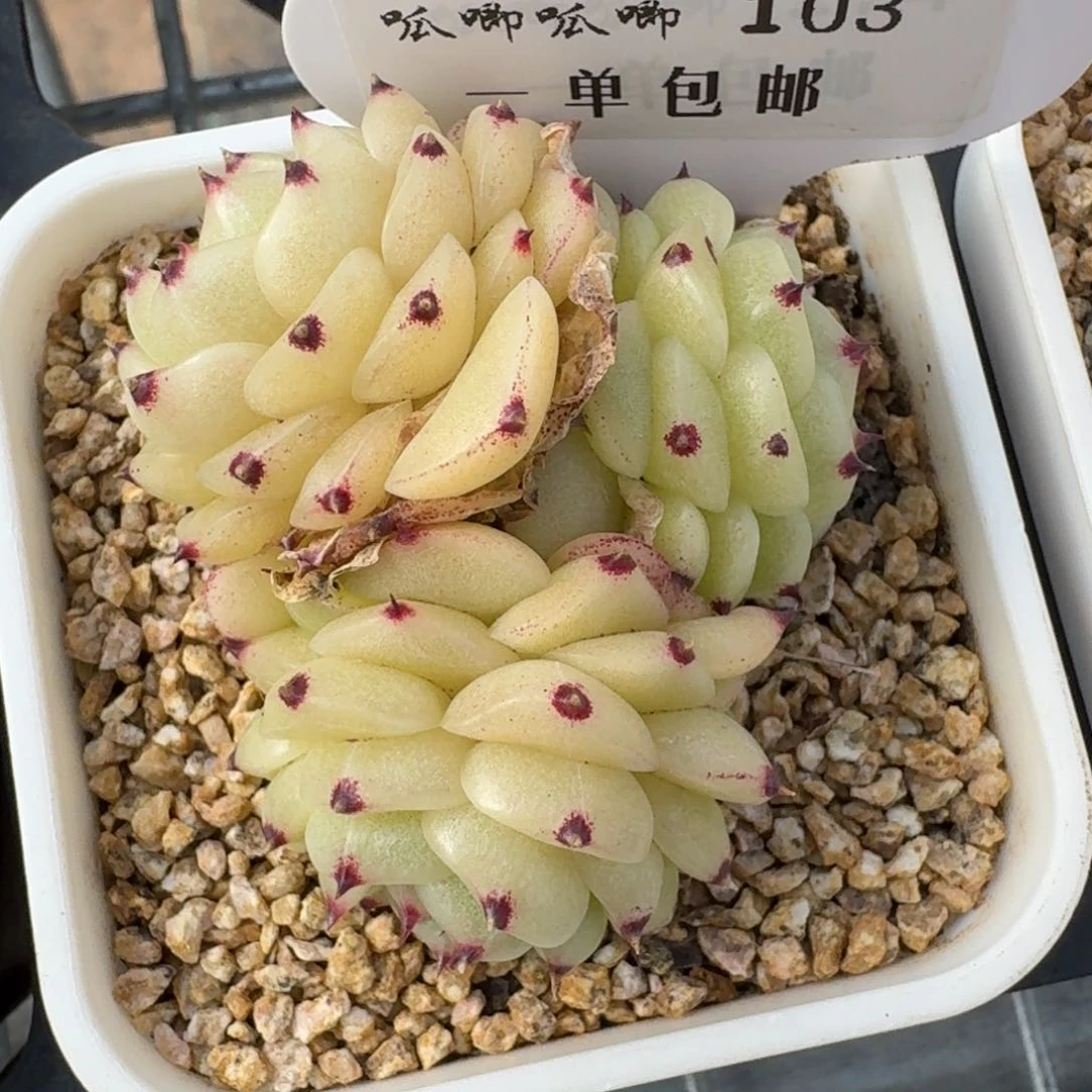 0103-芙蕖麦秆不包整