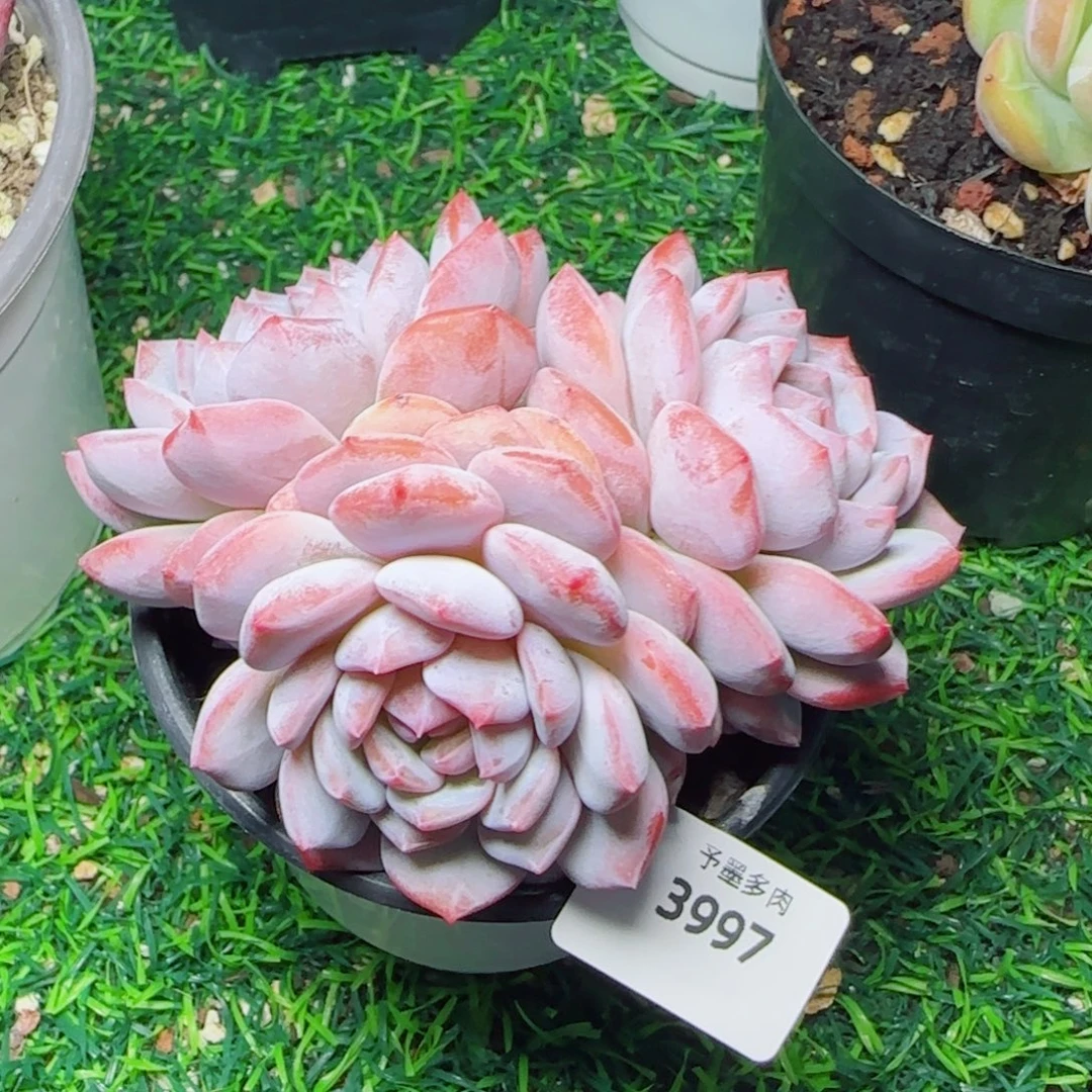 星星橙，3997多肉植物