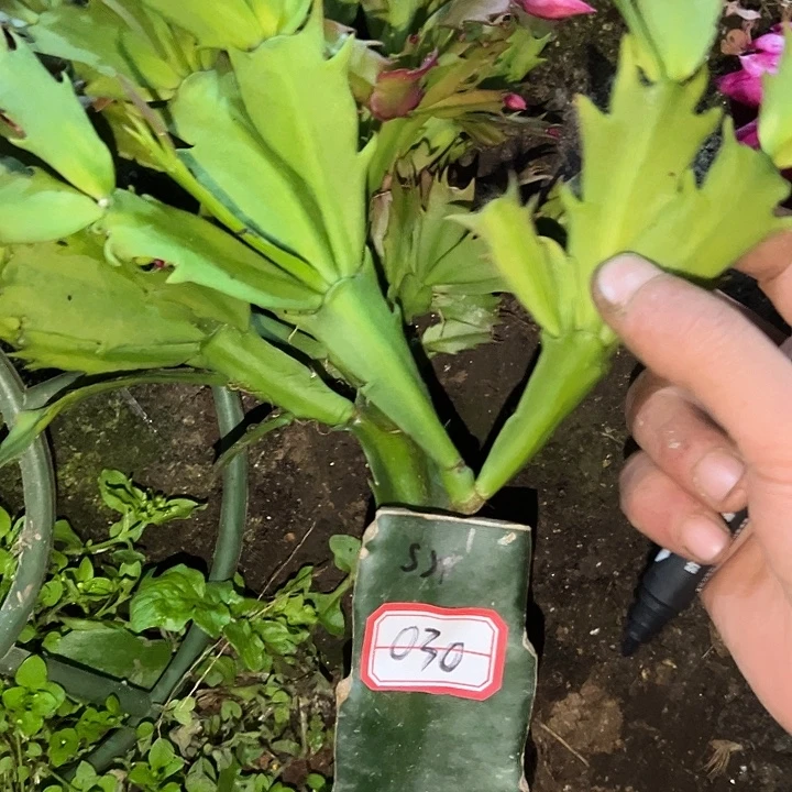 ，030号带盆桑吉塔不包断头