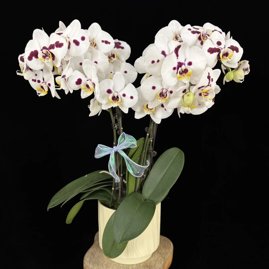 【小奶牛】 稀有品种 欧品高货 蝴蝶兰花苞多耐开耐摆唯美白色