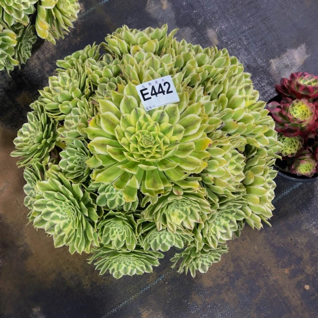 【闪购商品】44200