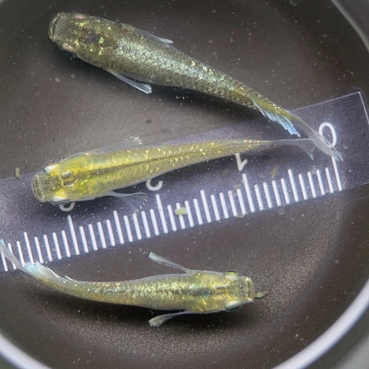 海水鱼奶酪青鳉19号
