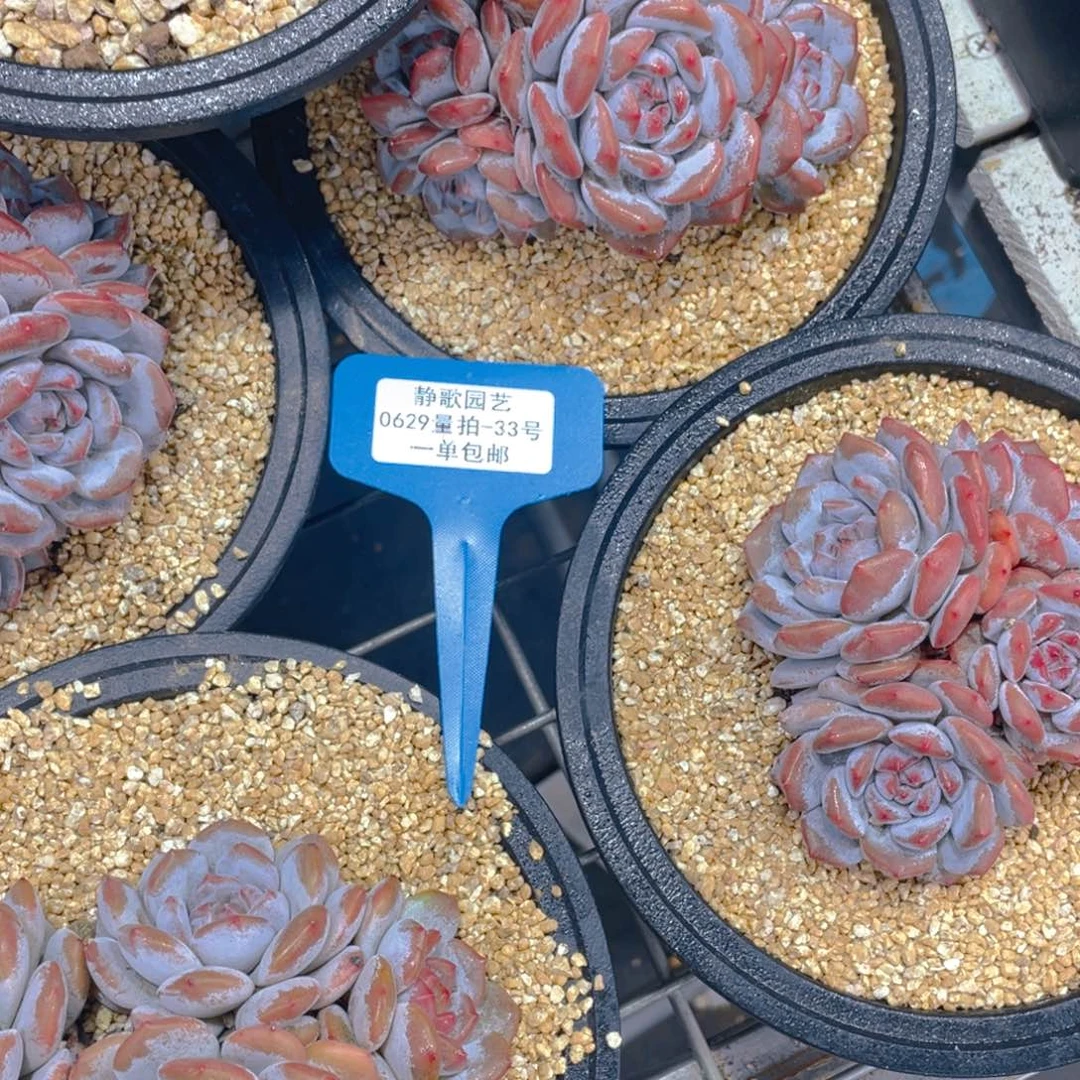 0629-33-糖心石榴籽四头群生一颗