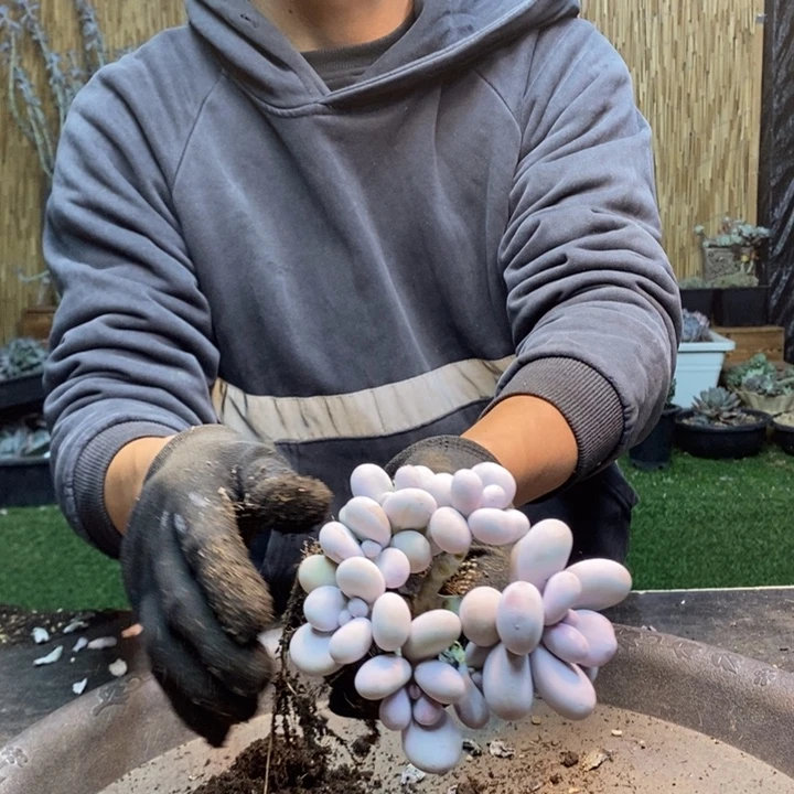 A***D215号奶酪多肉植物