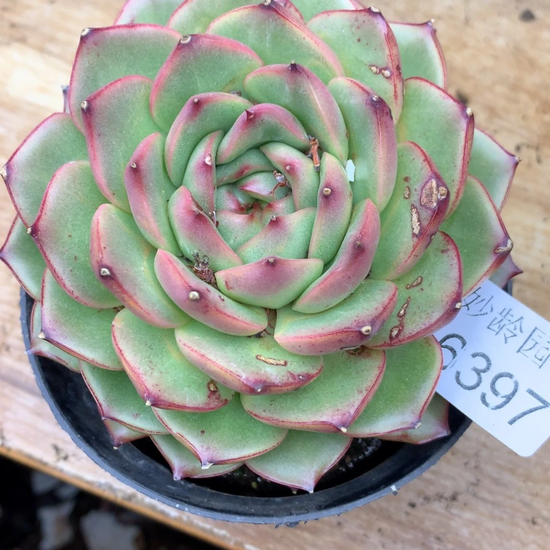 ?****?6397有叶伤不售后11厘米