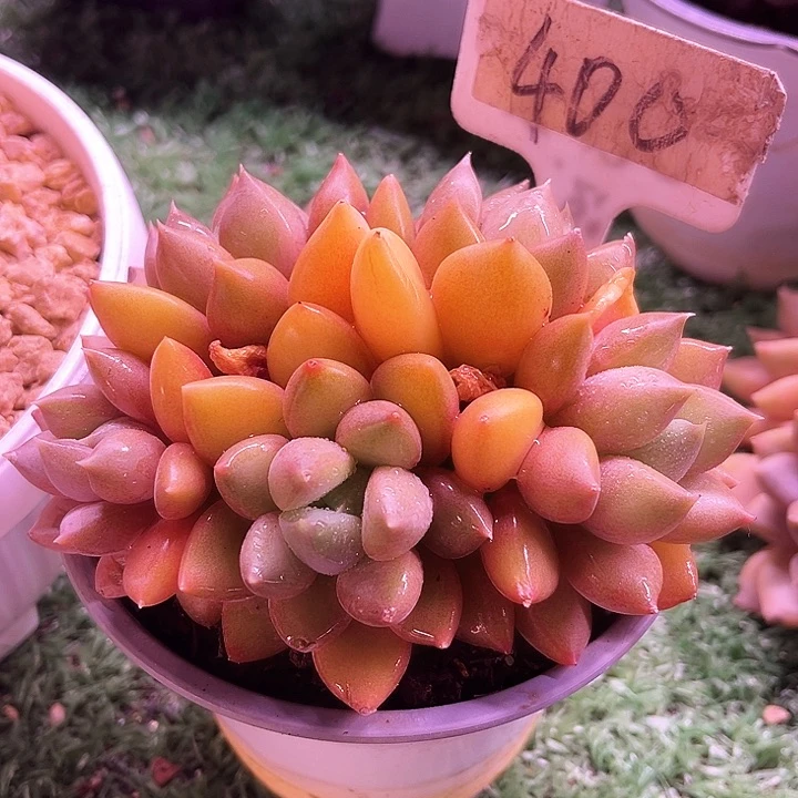 我是第一百个申请创建我的