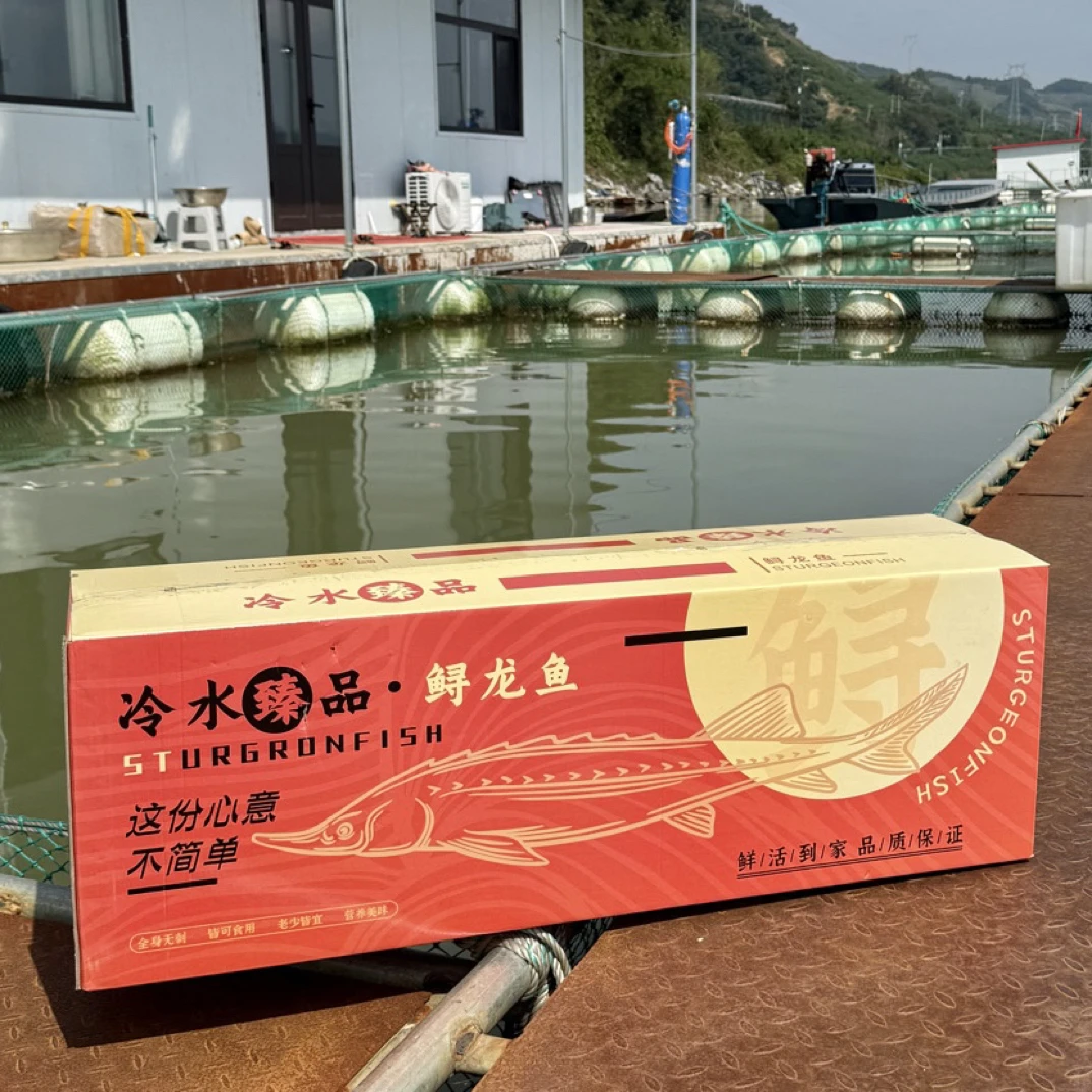 鸭绿江生态鲟龙鱼