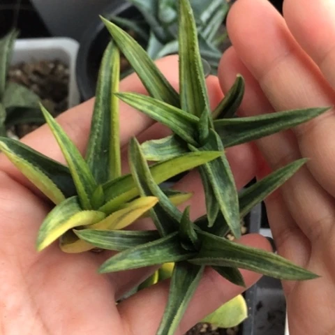 芦荟锦无根3颗一起发货哈哈哈