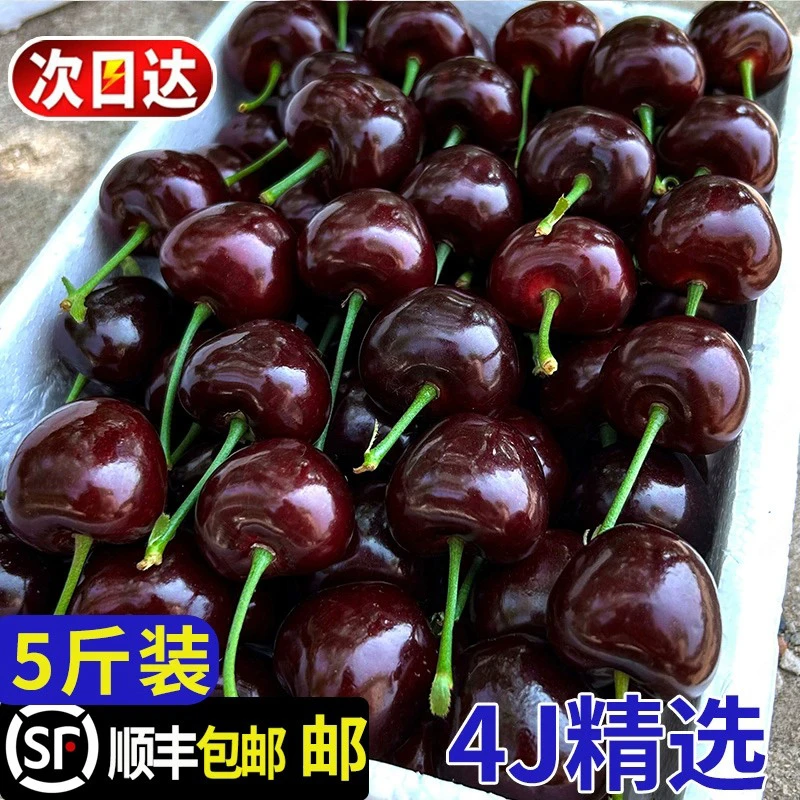 5斤巨大果当季限定进口黑珍珠车厘子1斤孕妇宝宝新鲜水果顺丰上门