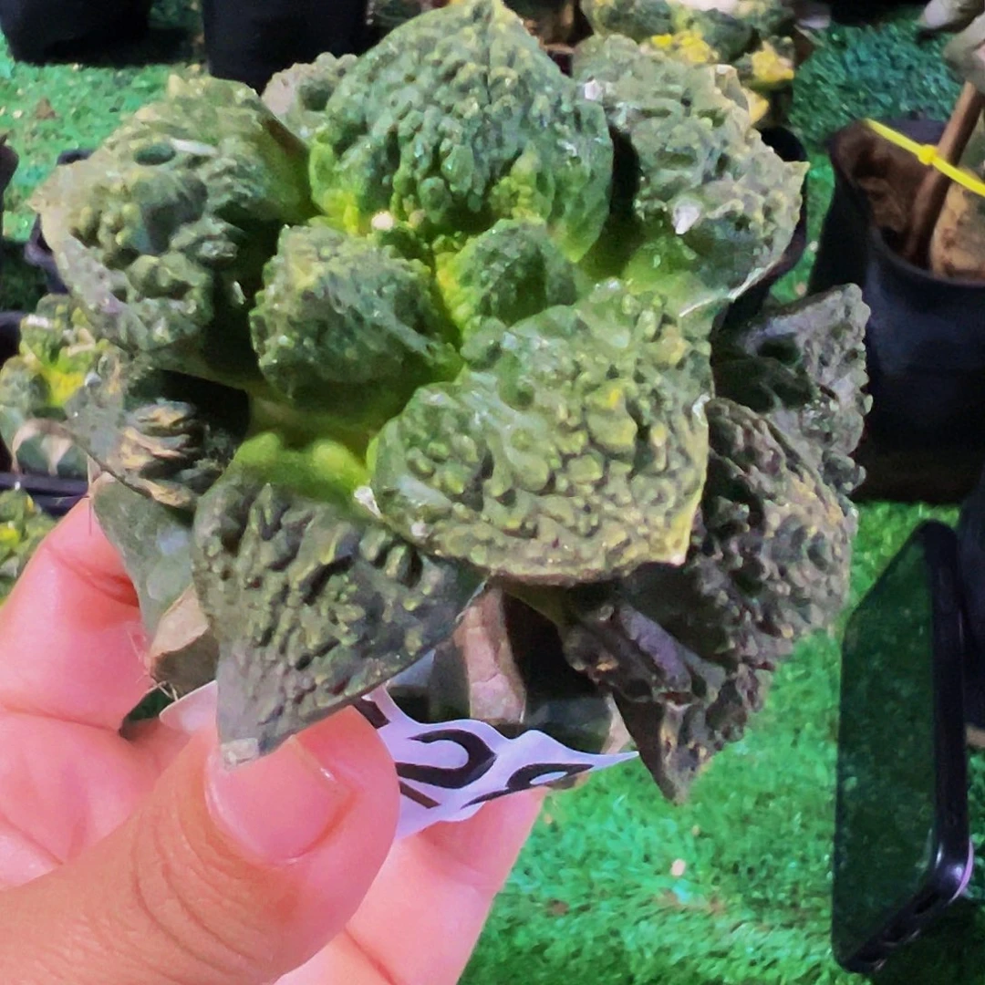 无花朵福利怒涛牡丹群128