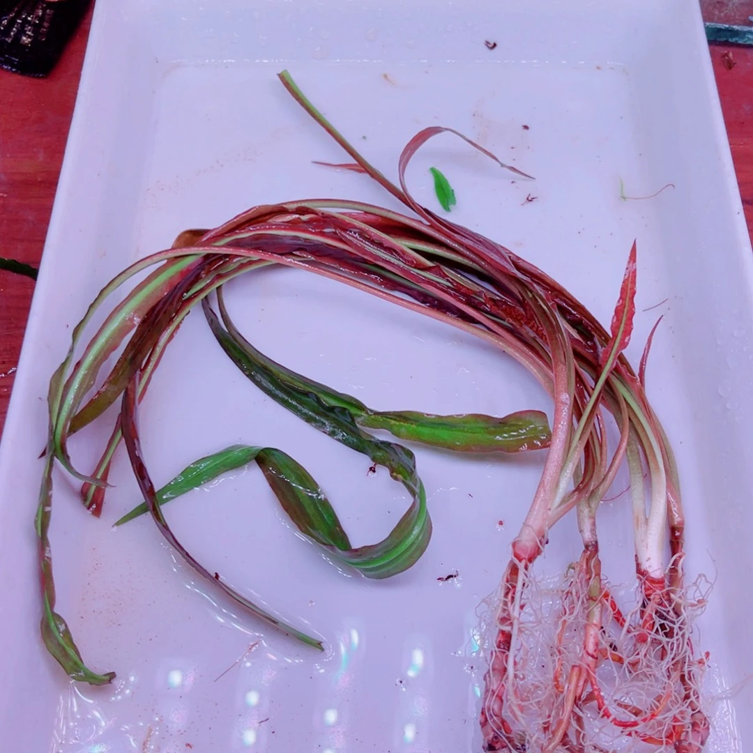 树***中美小呆特价套餐一份