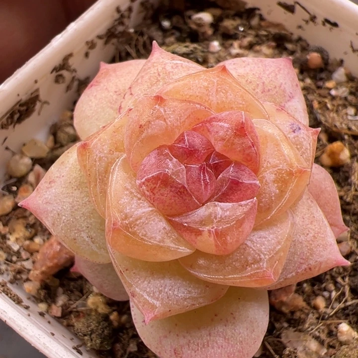 一物一拍。尺寸不大