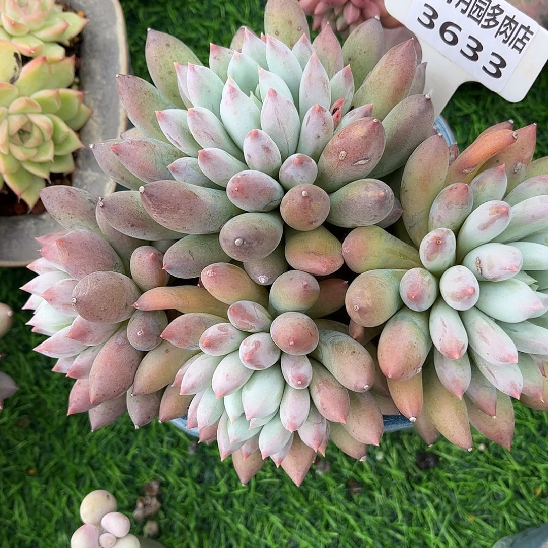 多肉植物3633 一定要拍个冷链哦