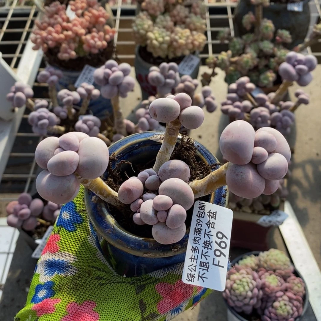 芭比奶酪969:9c m