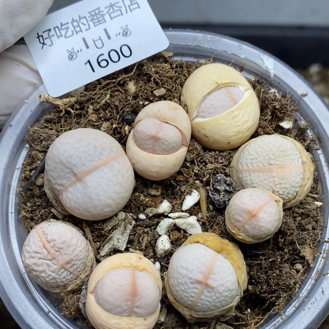 1600。零下拍保温.18包邮.当天凑哦