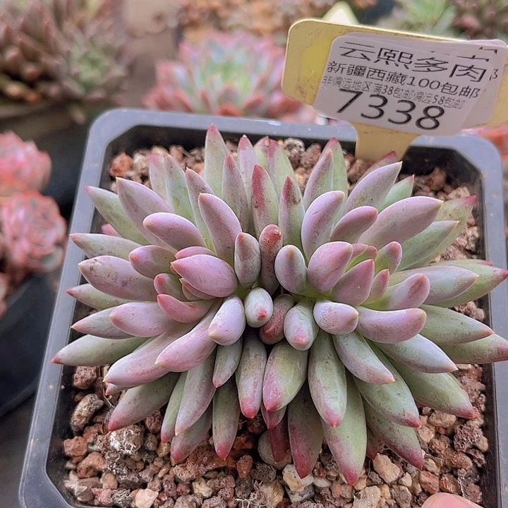 7338虞美人。