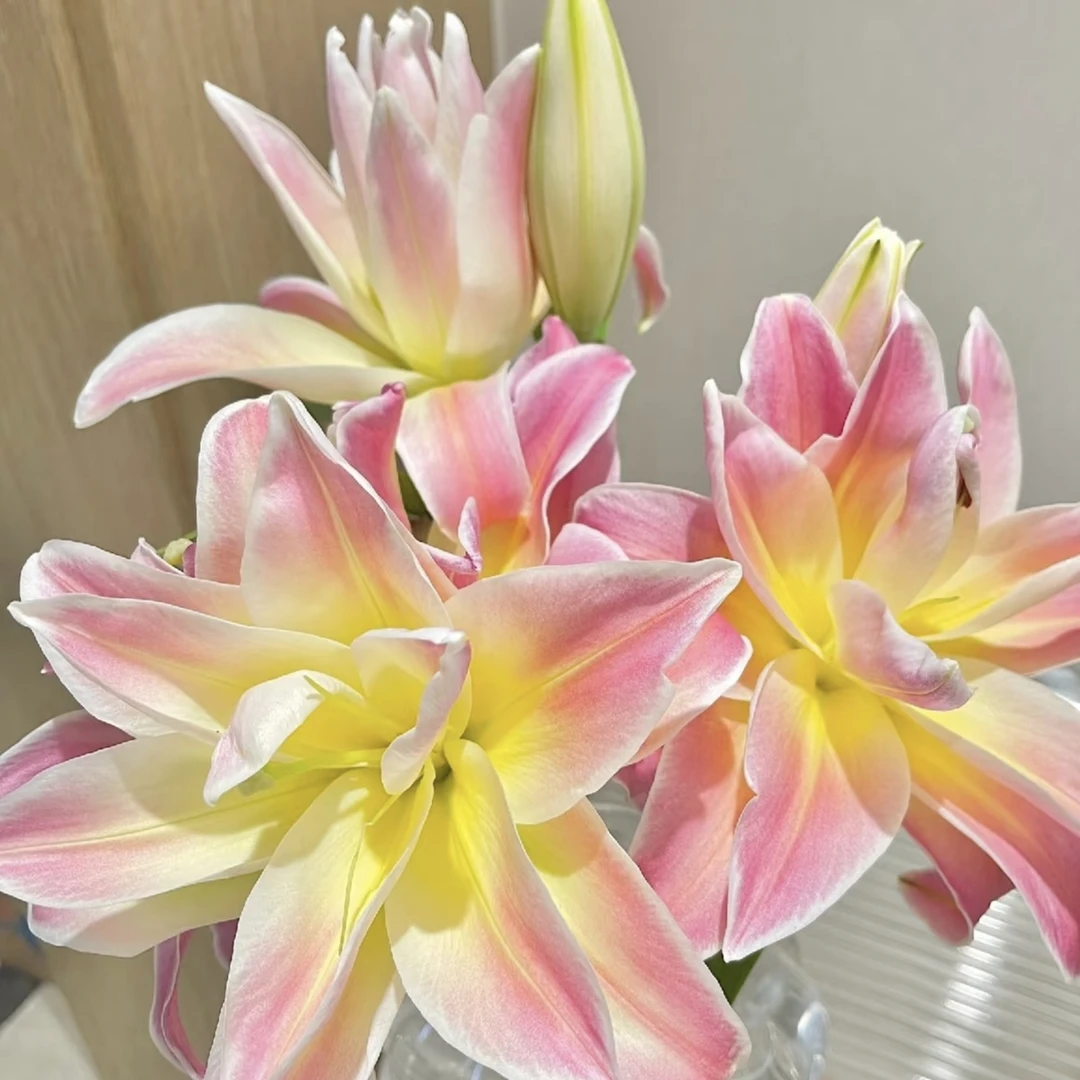 乔乔花屋 1球彩虹糖16/18cm重瓣香水百合球四季种 不带盆土现货