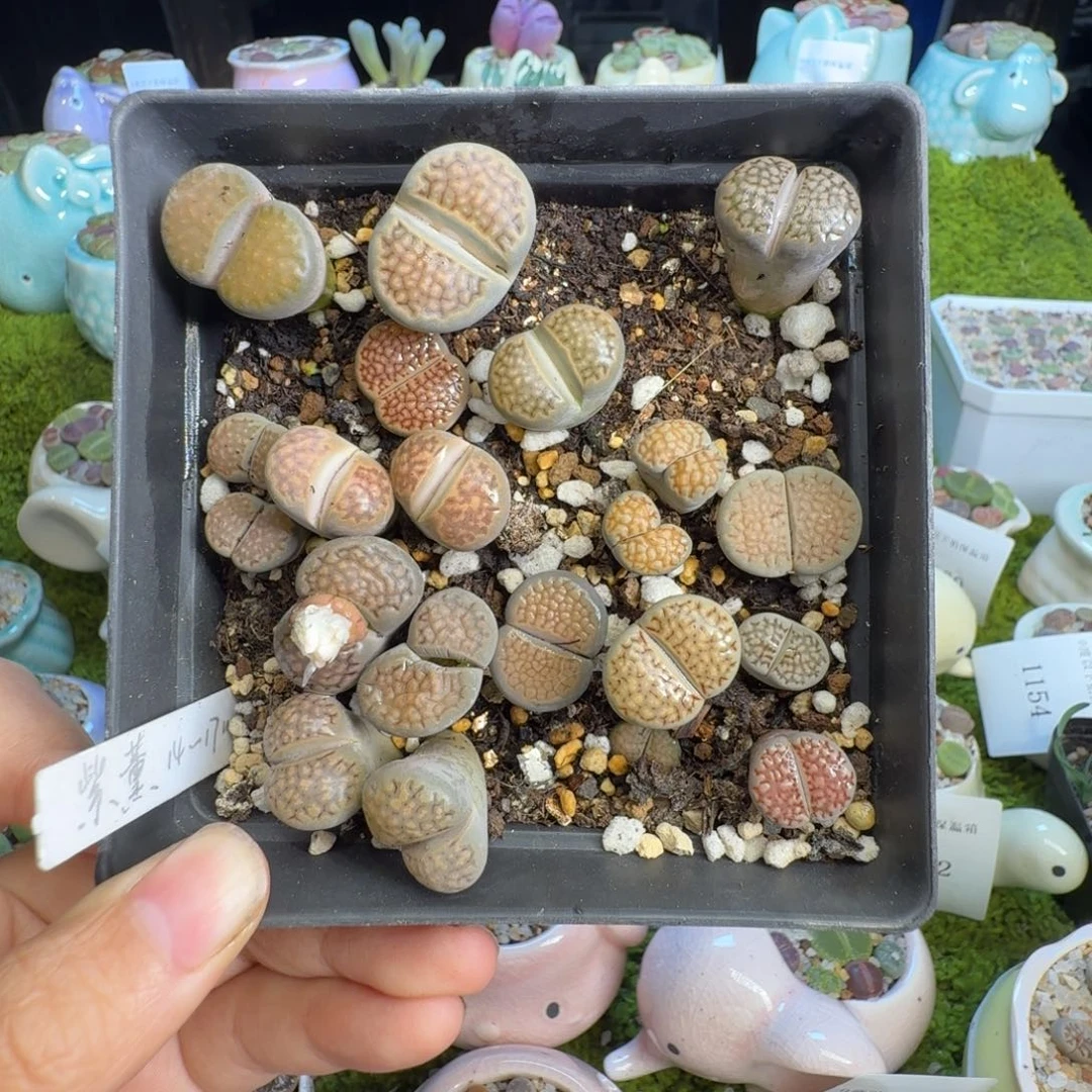 多肉植物福利价冲1186