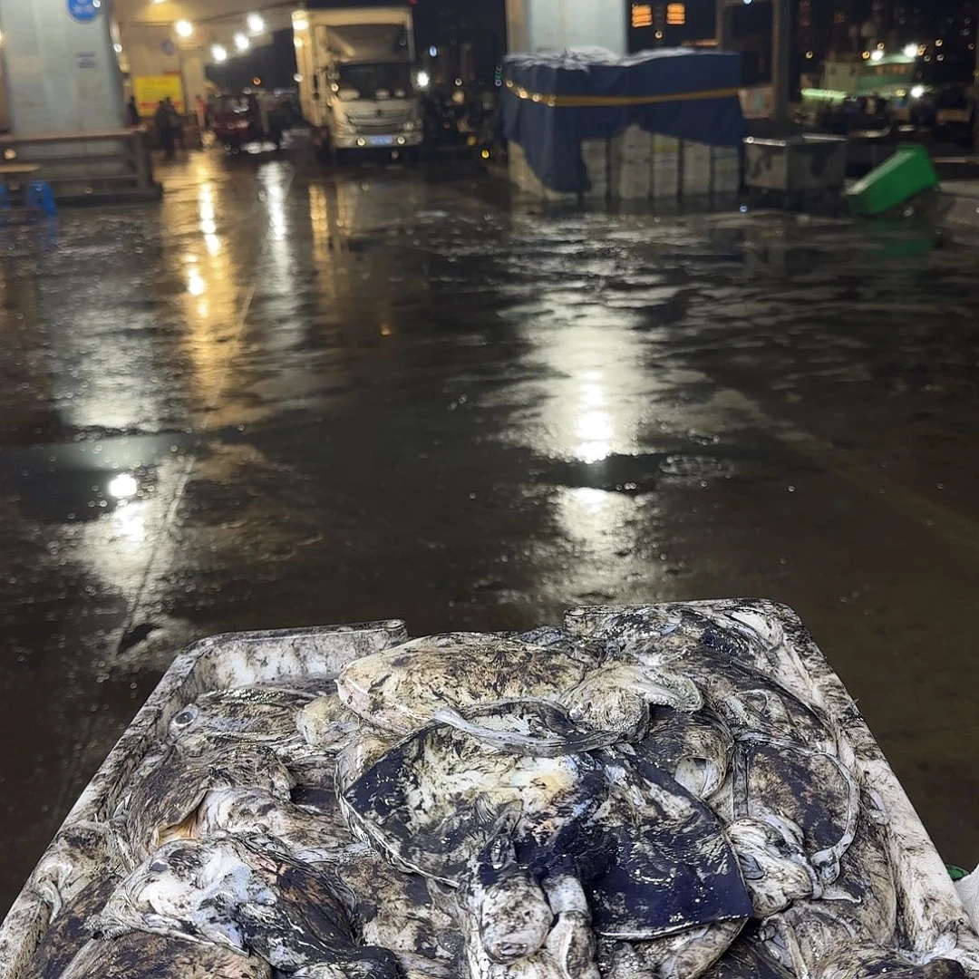 中国大陆正宗舟山野生墨鱼