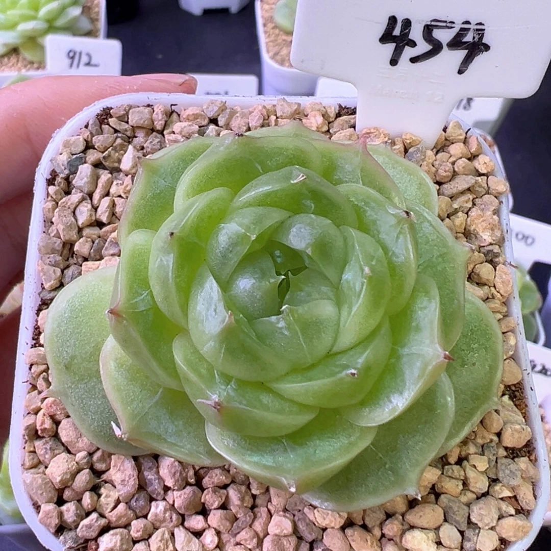 454号珍妮 晗雨多肉