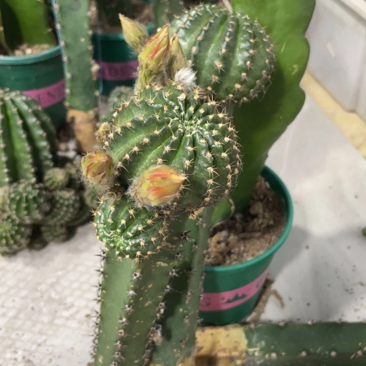 新品进口丽花红瞳袖铺母本带花苞
