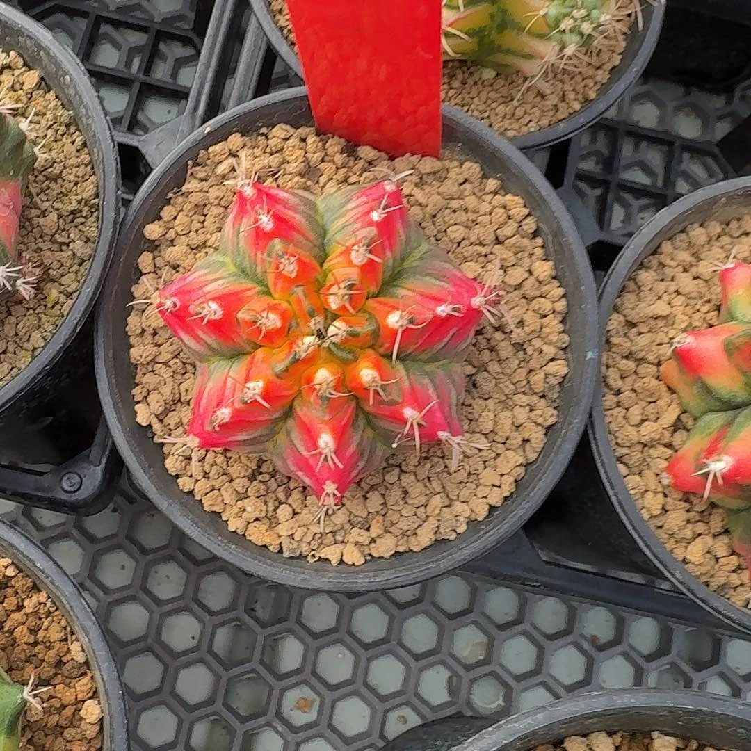 L536-1121广东发货 t3