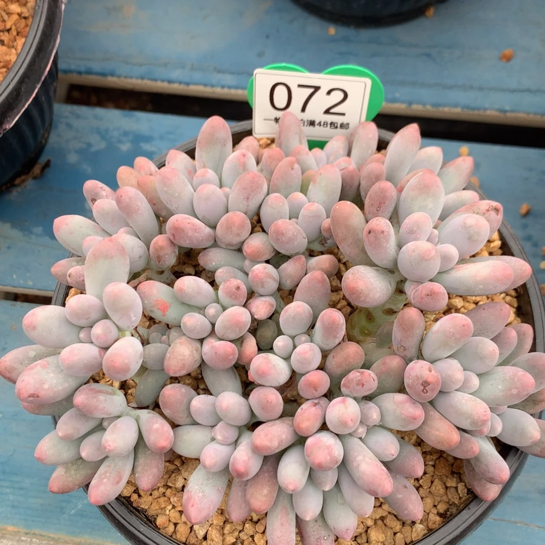 樱****大叶汤圆无砍平头072