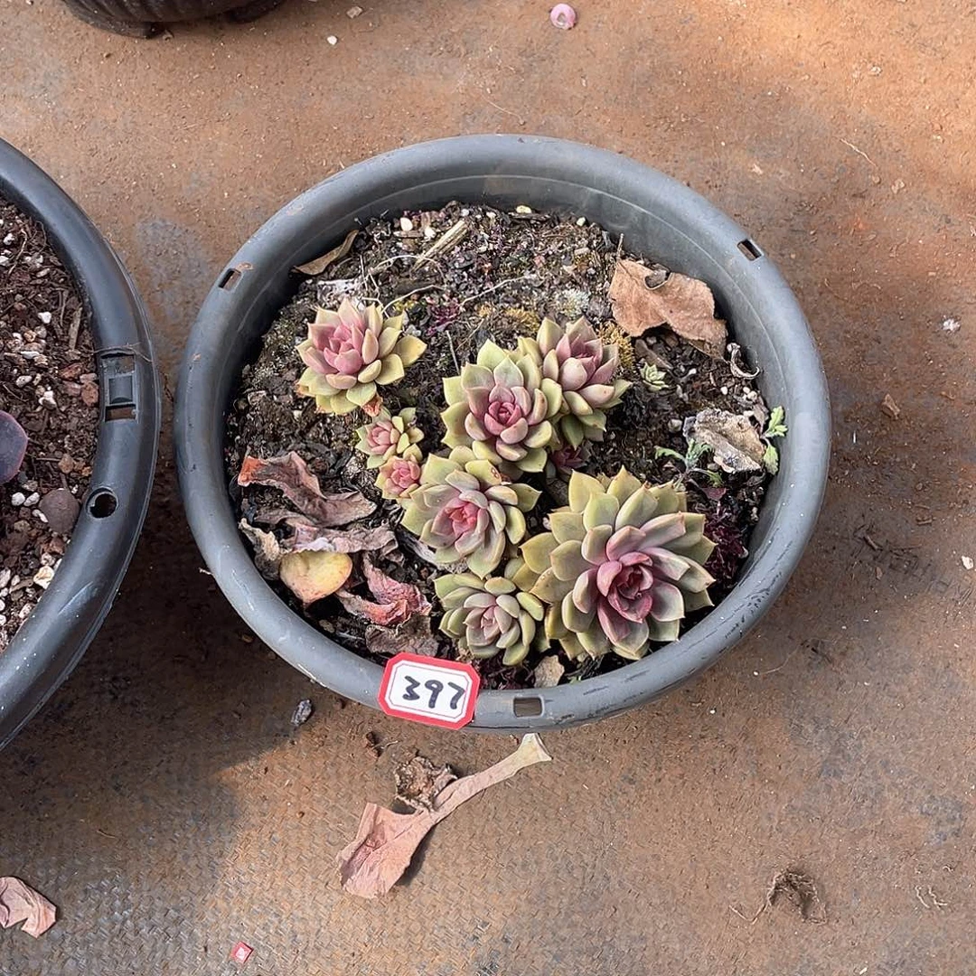 397红玫瑰一物一拍多肉