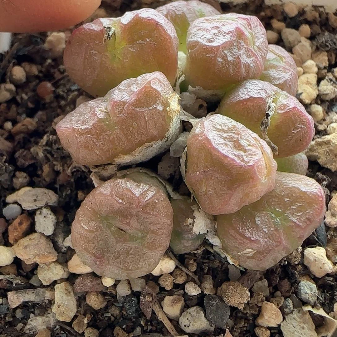 我***卡28包邮脱土发货27812