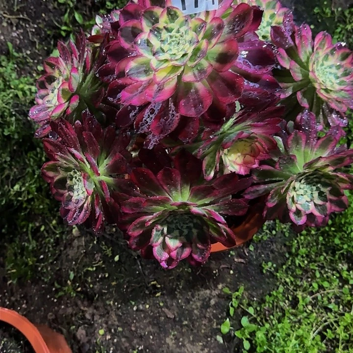 红陶O****苏天河断枝不包174