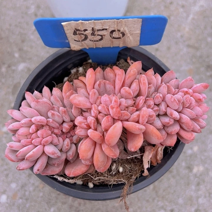 健健康康平平安安