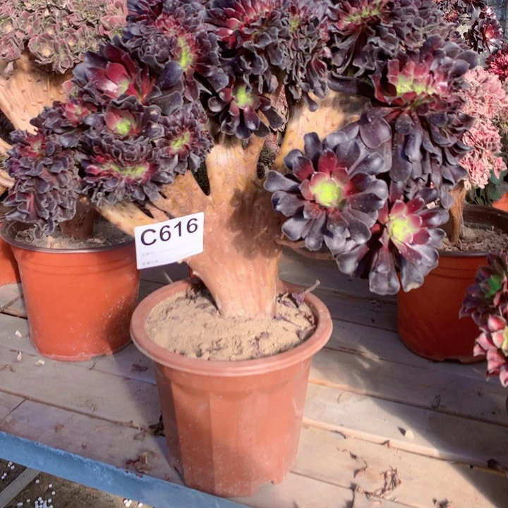 616欧紫缀多肉法师