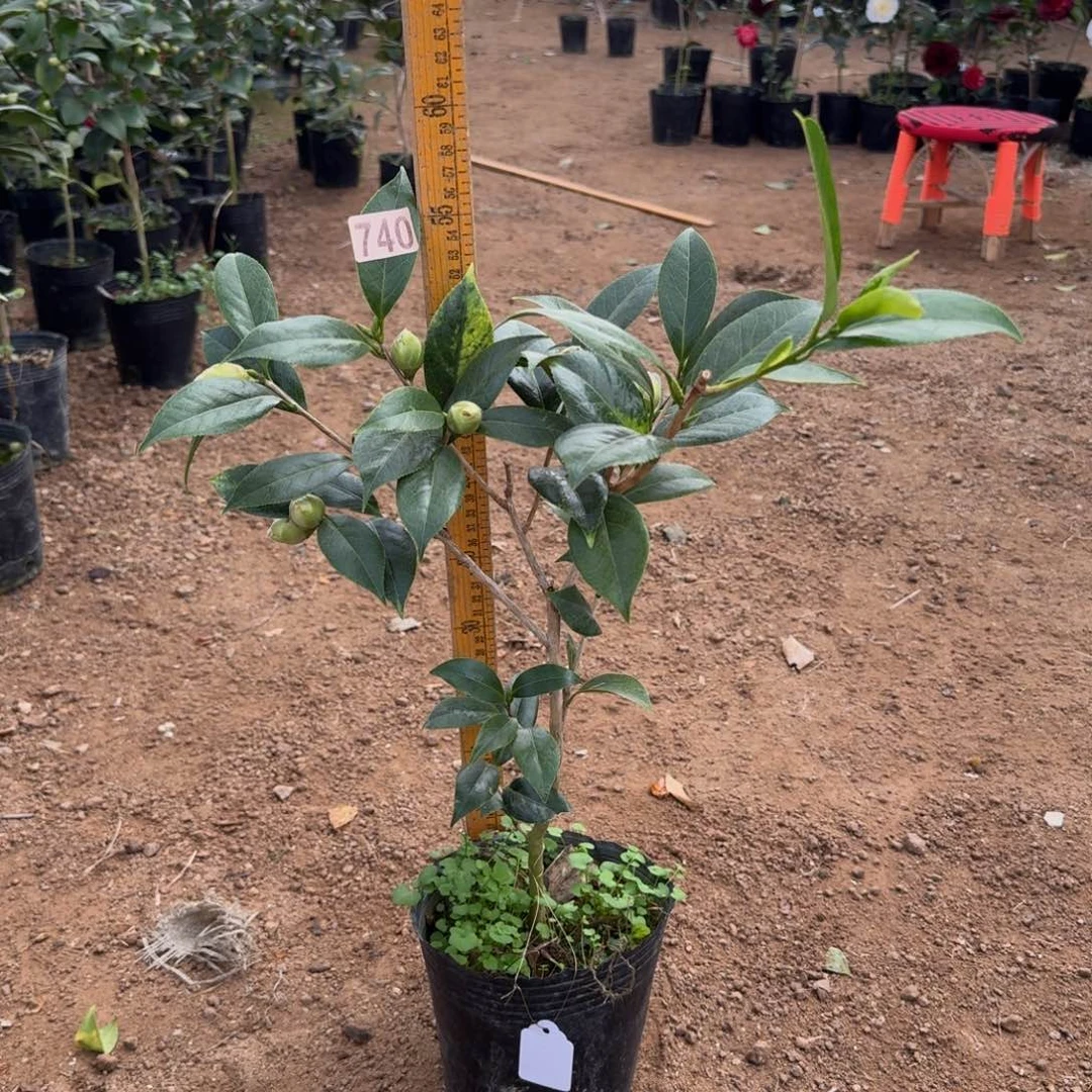 少量花朵（建议范围：2朵-5朵 或40%以下）740花鹤翎