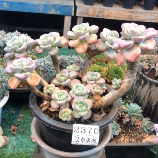 花瓣路，2370，一物一拍