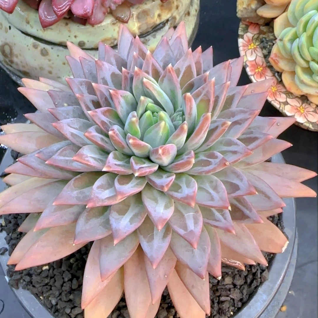 春****?多肉植物多肉植物